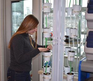 A student works in the new Ag Plant room.