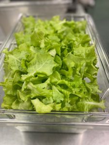 Lettuce grown by Ms. Foote's Ag education classes